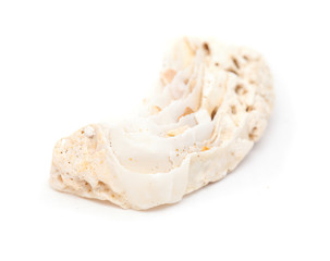 fossil shell isolated