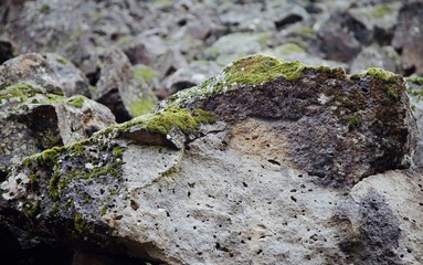 moss