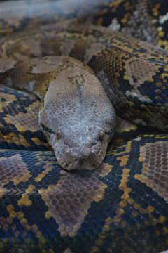 Head of reticulated python snake in a natural park - Python reticulatus
