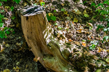 Zaitsev rocks in the Rostov region in Krasnosulinsky district, stone natural structures of large size, green and damp mosses among the vegetation, unusual species for walking.