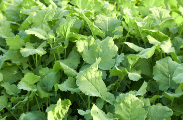 Young growth of rape on bed in the field, agrarian sideration process. Background, texture, copy space, closeup. Bio agriculture and farming concept