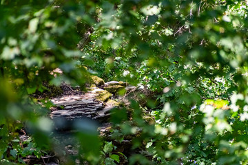 Zaitsev rocks in the Rostov region in Krasnosulinsky district, stone natural structures of large size, green and damp mosses among the vegetation, unusual species for walking.