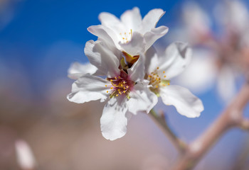 almond blossom background