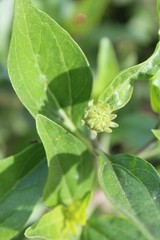 Competing in native wetland phytocoenosis of Ballona Freshwater Marsh is the California Brittlebush, Encelia Californica.