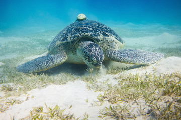  Huge green sea turtle (Chelonia mydas) ffeding on sea gras in egypts red sea close to Marsa Alam Abu Dabbab