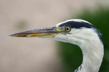 portrait of the head of a a gray heron with black and white feathers