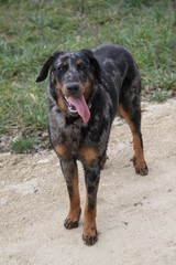 Chienne berger de Beauce Arlequin