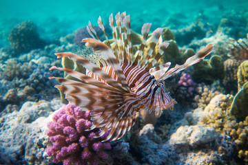 Naklejka na ściany i meble Lionfish (Pterois) in the coral reefs of egypts read sea close to Marsa Alam 