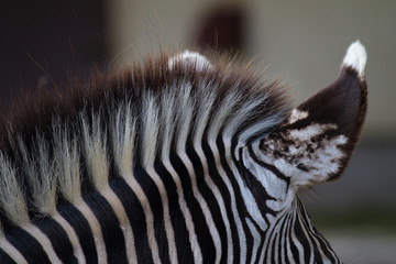 Details of a head and neck of a zebra