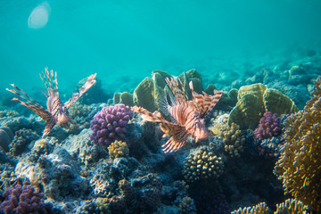Fototapeta na wymiar Lionfish (Pterois) in the coral reefs of egypts read sea close to Marsa Alam 