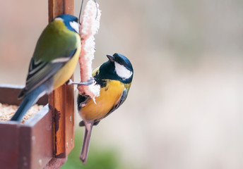 Great tit (Parus major) sitting on a bird feeder eating lard
