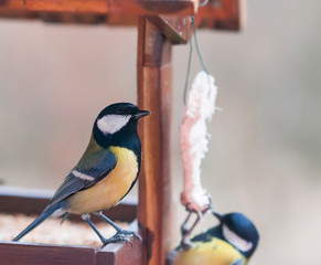 Great tit (Parus major) sitting on a bird feeder eating lard