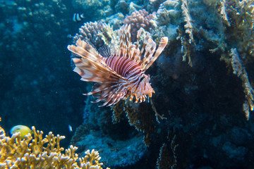 Fototapeta na wymiar Lionfish (Pterois) in the coral reefs of egypts read sea close to Marsa Alam 