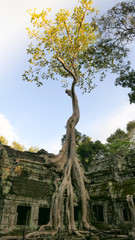 The Ta Prohm Temple is one of the most famous temples within the ancient City of Angkor in Siem Reap, Cambodia
