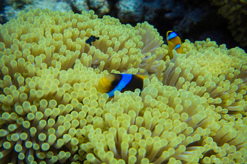 Naklejka na ściany i meble Clown Fish (Amphiprioninae) swimming through anemone in egytps red sea close at the Daedalus Reef 