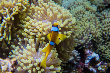 Fototapeta na wymiar Clown Fish (Amphiprioninae) swimming through anemone in egytps red sea close at the Daedalus Reef 