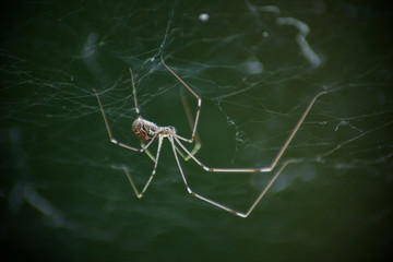 Macro photo of daddy long legs spider (Phalangium opilio). The spider is in its web, hanging down. Green background