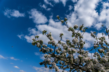 Kirschblüte
