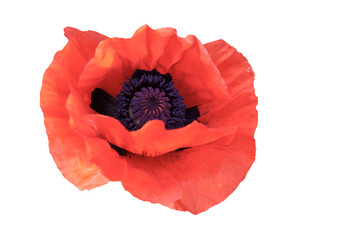 Close-up of red poppy flower on white background.