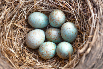 Naklejka na ściany i meble Blue eggs of Thrushes,Turdidae.Seven bird eggs in the nest.Close up.Blur focus.Сoncept of bird breeding, keeping savings in one basket.