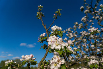 Obraz premium Kirschblüte