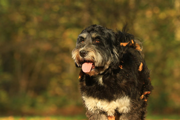 Tibet-Terrier im herbstlichen Park