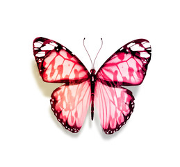 Color butterfly , isolated on white background