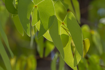 Fototapeta premium Mopane (Colophospermum mopane)