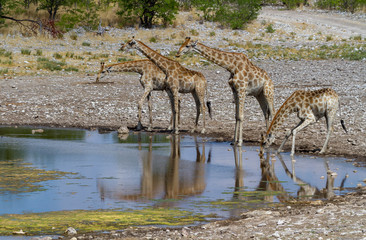 Fototapeta na wymiar Giraffen (Giraffa) im Etosha National Park