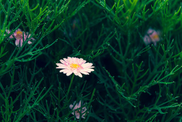 closeup pink daisy flower on green background