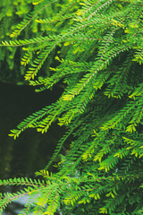 Fototapeta na wymiar Closeup Green leaves Texture
