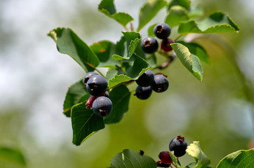 Ripe berries on a branch