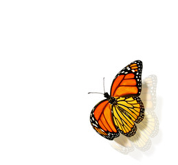 Fototapeta na wymiar Color butterfly , isolated on white background