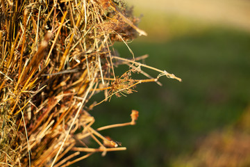 Obraz premium hay rollers. grass. field harvesting