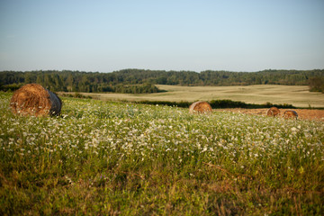 hay rollers. grass. field harvesting