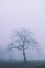 Tree silhouette behind winter fog in nature.