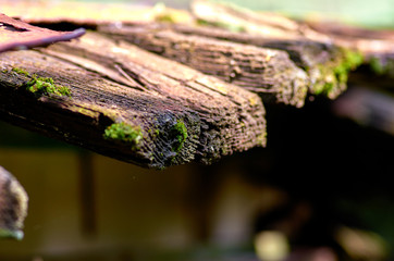 green moss on the Board