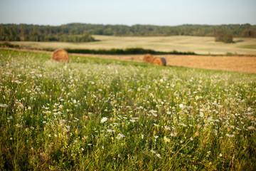 hay rollers. grass. field harvesting