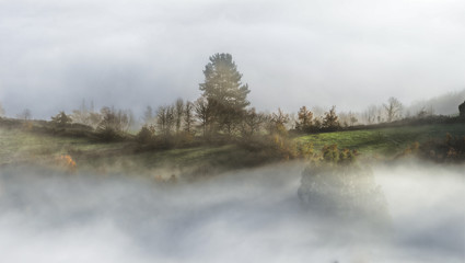 Group of Trees peeking through the Fog
