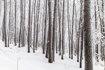Winter in the mountains