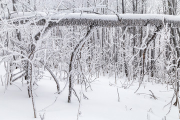 Winter in the mountains