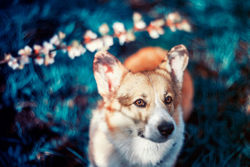 portrait of a cute red dog puppy Corgi sits in the may garden with branches of cherry blossoms