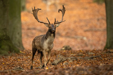 Majestic fallow deer stag advancing closer between trees in autumn forest in nature with copy space. Wild animal with brown fur with white spots from low angle.