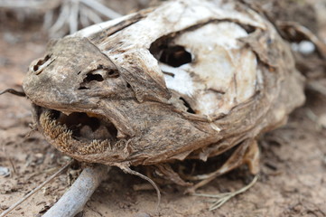 dead fish