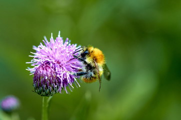 bumblebee on a flower