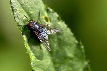 fly on a leaf