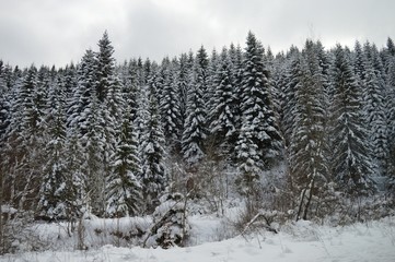 winter mountain landscape with snow
