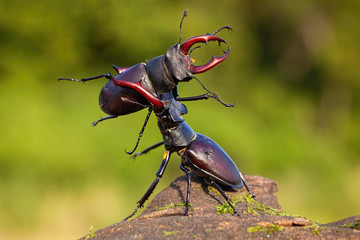 Two male stag beetles, lucanus cervus, contesting their power over territory on a sunny day in...