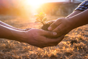 Young men join hands together to plant trees on fertile ground. The concept of protecting nature