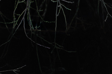  cherry branches in winter at night